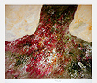 Armando der Baum giclee